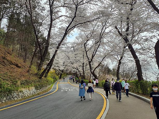 近くの小学校の生徒たちも、課外授業で桜を見に来ているようでした。