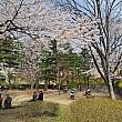 横目に南山図書館の庭がありますが、こちらも桜が多く、素晴らしい休息場所です。