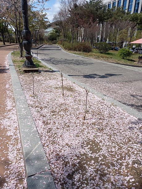 先週満開だった桜もこの通り。ピンクのカーペットができてますね。