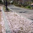 先週満開だった桜もこの通り。ピンクのカーペットができてますね。