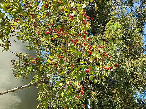 赤い実を鈴なりにつけるこちらの木は、オオサンザシという観賞用の木だそうです。見事な果実のつけぶりです。
