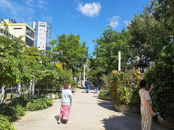 ソウル駅横の高架道路が公園として再整備された『ソウル路7017』がオープンしてはや４年。植えられた植物は大きくなり、植物園のようになってきました。木々は実をつけ秋を感じさせてくれます。