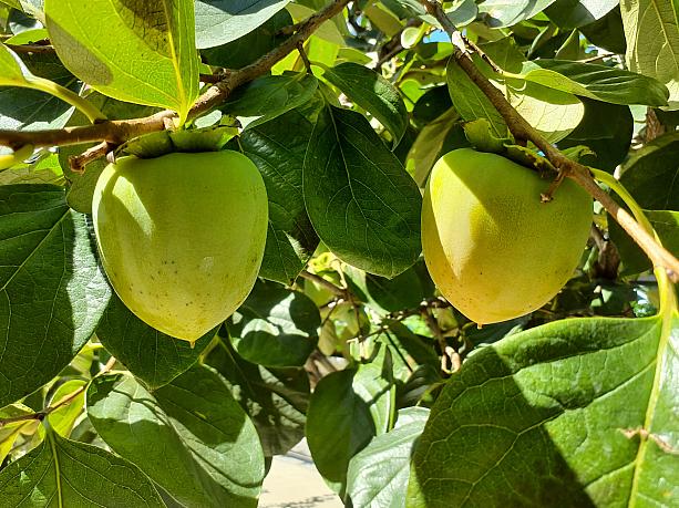 柿です。たくさん取れる柿は秋の代表的な安価な果物でしたが、ここ数年値上がりしてリンゴと値段が変わらなくなってきました。