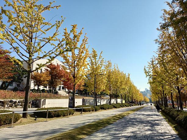 延世大学の正門からまっすぐ伸びる銀杏並木も黄色く色づいています＾＾