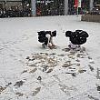 雪だるまを作るほでではないけど、遊び出す学生さん。