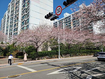 写真で見る釜山の桜～２０２２年編～釜山の桜