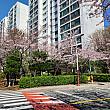 写真で見る釜山の桜～２０２２年編～釜山の桜