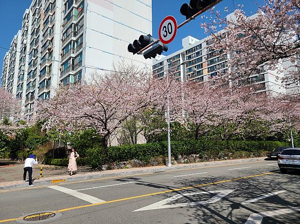 桜がきれいに咲いてきた釜山。今週末はお花見日和になりそう！