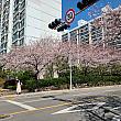 桜がきれいに咲いてきた釜山。今週末はお花見日和になりそう！