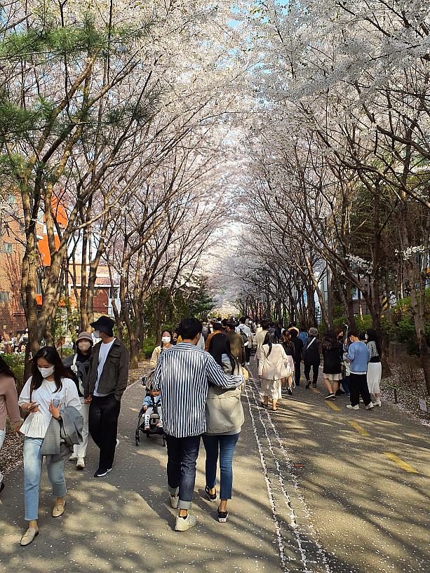 一番の見どころは、孔徳駅よりの桜のトンネル。ソウルの桜、一番のおすすめスポットです！\n
