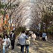 一番の見どころは、孔徳駅よりの桜のトンネル。ソウルの桜、一番のおすすめスポットです！
