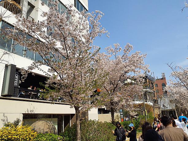 京義線スッキル沿いにカフェが多く、２階の窓をなくしたオープンなスタイルも珍しくありません。目の前はすぐ桜の木！日本のお花見とは嗜好が異なるようですが、カフェで優雅にコーヒーを飲みながら舞い散る桜を見るのも素敵ですね。