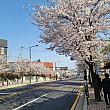 一山ロデオストリートまで行く道にも桜並木が～♪