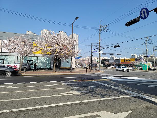 ロデオストリートの近くもまだまだ桜は続く～