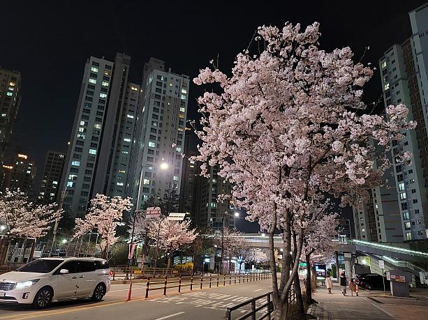 夜桜がほんとにキレイ～♪桜に酔って、幸せ気分～♪＾＾