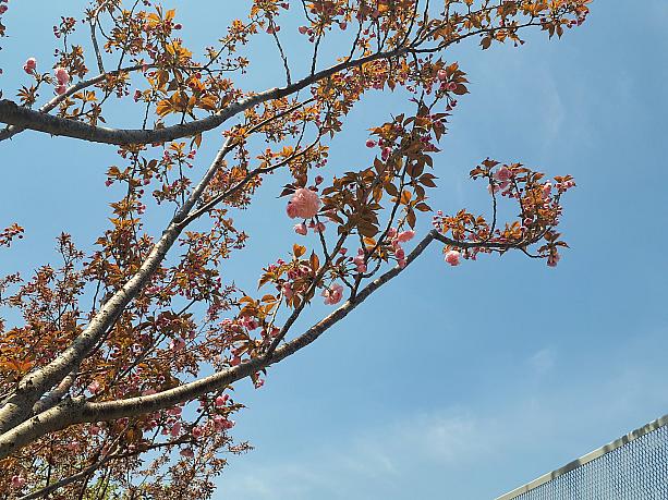 桜は散ったけど、八重桜はまだまだこれから。