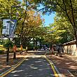ソウルの紅葉スポットとしても知られる徳寿宮も素敵ですが、気軽に歩けるのがこのお宮横の石垣通り。ここも秋は木々が色づきます。