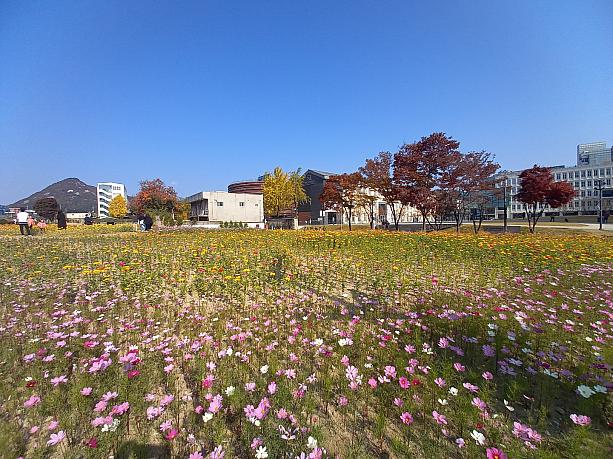 景福宮とソウル工芸博物館の間、ずっと工事をしていたところに緑地広場が完成！済州島の菜の花畑みたい！