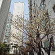 梅が咲く、3月の韓国。3月は新年度の始まりとなり、2月～3月にかけて引っ越し風景がよく見られるようになるのがこの季節。