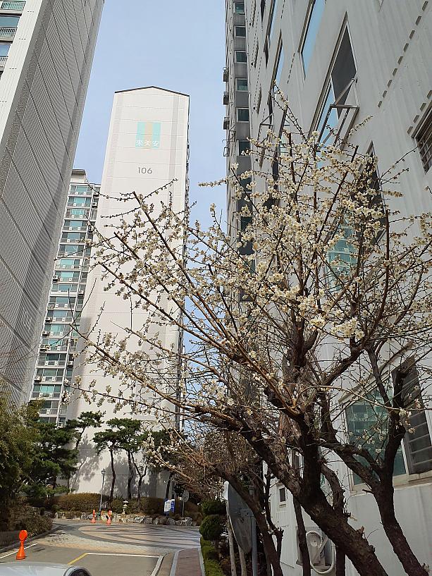 梅が咲く、3月の韓国。3月は新年度の始まりとなり、2月～3月にかけて引っ越し風景がよく見られるようになるのがこの季節。