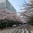 釜山は桜が満開ですよ～！