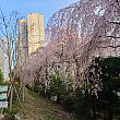 枝垂桜もきれい！