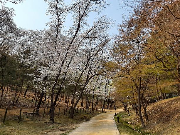江南は桜が満開。朝は寒かったですが、日中は20℃まで上がりまさにお散歩日和でした。