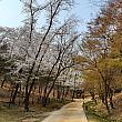 江南は桜が満開。朝は寒かったですが、日中は20℃まで上がりまさにお散歩日和でした。