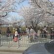 週末はソウルの桜スポット、汝矣島にお出かけ♪