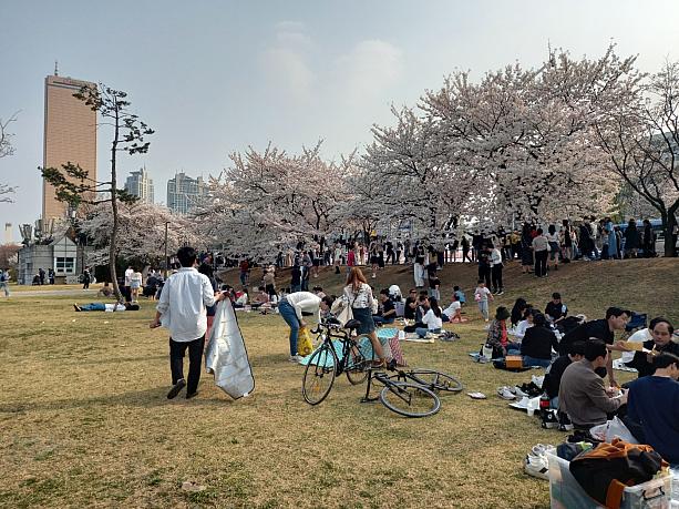 目の前の漢江公園にはピクニックシートやテント持参で皆さんお花で一杯？！