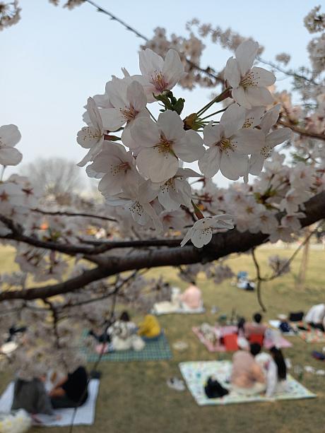 桜祭りは今日からみたい。今年はやっとのんびり花見が楽しめますネ♪
