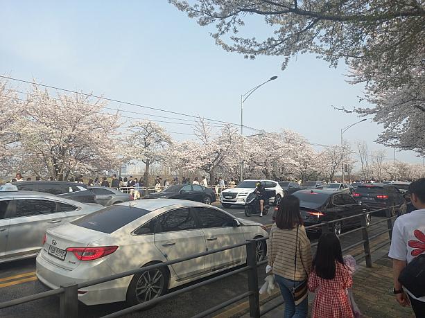 桜がもう満開！道路沿いがピンク色ですネ！