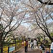 桜のアーチの中をたくさんに人が歩いています～