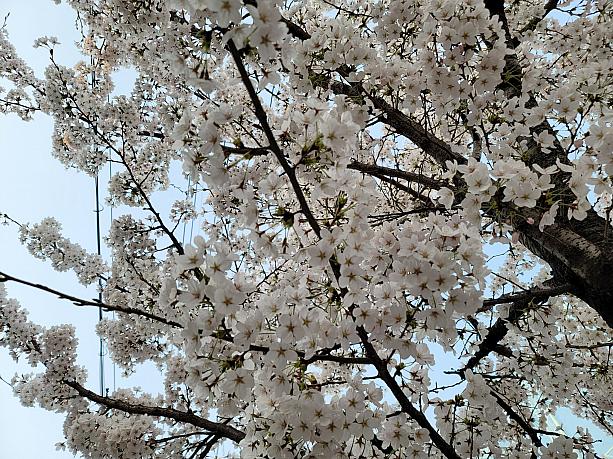 今晩から明日にかけて雨がたくさん降るとのこと。桜の花が落ちてしまわないといいなあ～。本当にキレイな桜をたくさん見て来ました～！！！