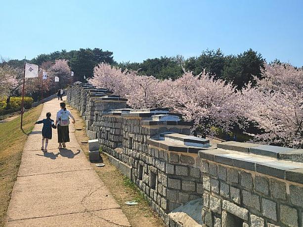 水原華城の城壁沿いを桜を見ながら散策。