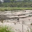 ソウル市内の炭川にも、野生動物が多く生息していますが、基地周辺はさらに手つかずの自然が残り、鴨も広場で気ままに散歩している様子。