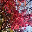 鞍山(アンサン)にも足を延ばしてみると、ところどころ、こんなキレイな赤色が~。今年ももう１１月！年末もすぐきちゃいそうですネ＾＾