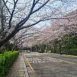 桜のトンネルができていますよ！