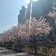 釜山は桜が満開です！
