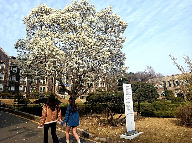 こちらはソウルの有名私大、延世大学。