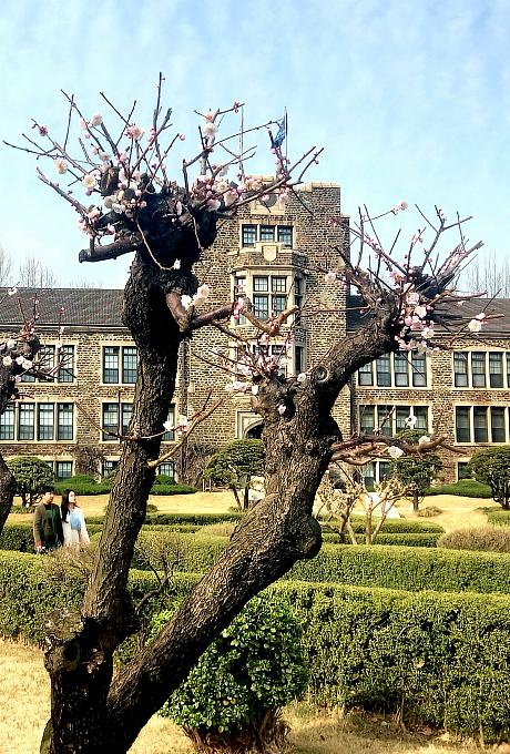 今年は例年に比べ桜の開花時期が遅れ、全国各地の桜祭りで『桜のない桜祭り』に…<BR>ナビも開花を待っているのですが、ソウルの町のあちこちに色んな春花が咲いています~＾＾