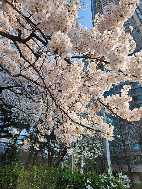今週初めに咲き始めた桜が