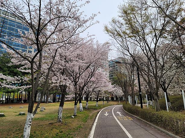 すでにこの看板を中心に左も右も美しい桜道～♪