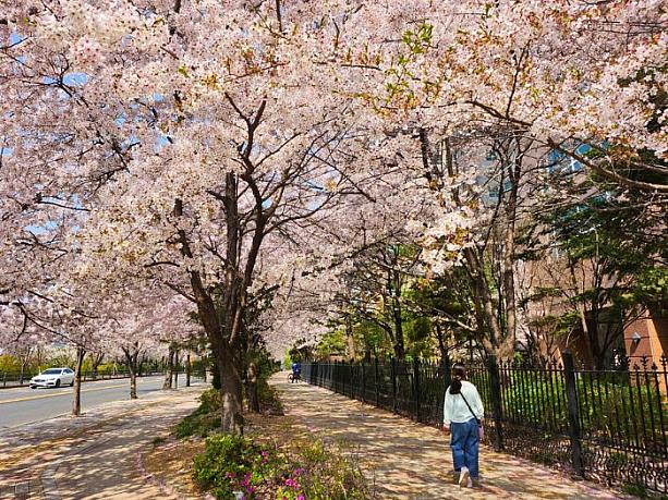歩道いっぱいに広がる桜がとてもきれいです。
