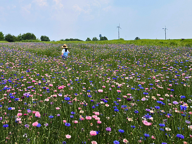 ヤグルマギクのお花畑がとてもきれいでした。