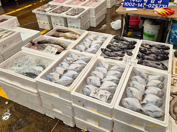 タラ、マナガツオ、クロソイなどのお魚を発見！