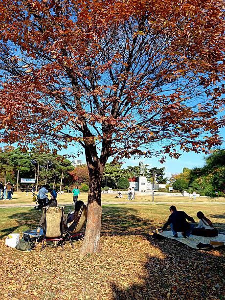 週末ナビは紅葉を見にソウル中心部にそびえる山、南山（ナムサン）へ~。<br>今回は白凡公園の方から登ろう！と行ってみると、紅葉の絨毯の上でのんびりくつろいでいる人もちらほら。