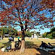 週末ナビは紅葉を見にソウル中心部にそびえる山、南山（ナムサン）へ~。<br>今回は白凡公園の方から登ろう！と行ってみると、紅葉の絨毯の上でのんびりくつろいでいる人もちらほら。