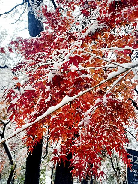 そろそろ紅葉も見納だなぁーなんて思っていたら、一晩の間に雪がけっこう積もりました！