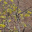 ソウルの春の花２０２５年開花予想～レンギョウは３月２２日、ツツジは３月２８日 ソウルの春 ソウルのケナリ ソウルの春の花 ソウルのツツジソウルの開花予想